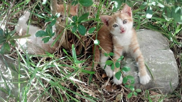 加时赛绝杀!塞维利亚力克伊拉克,富安健洋闪耀全场