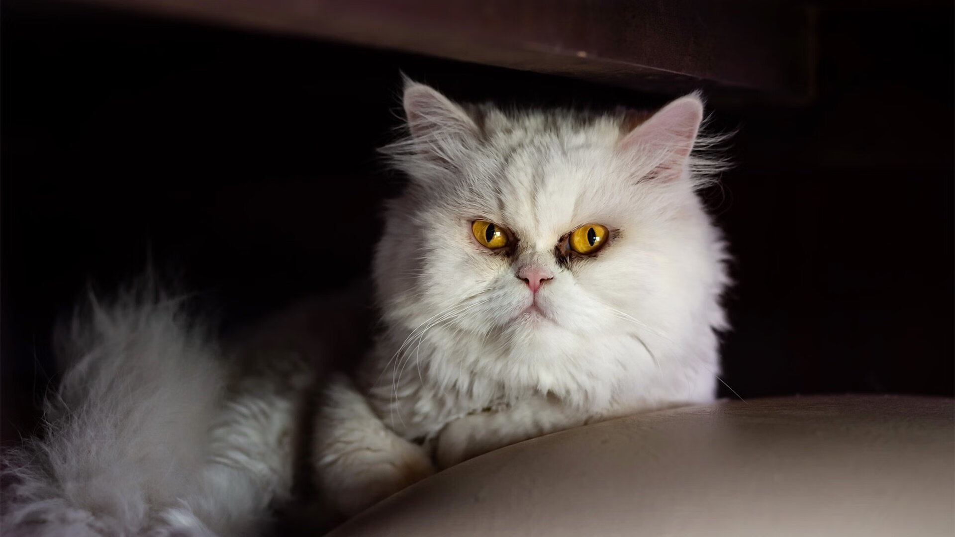 美加墨仲夏夜奇袭！41岁伊布创世纪，一役打出统治级数据封神